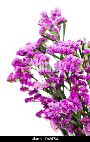 Bouquet da viola fiori statice disposizione centrotavola isolati su sfondo bianco. Foto Stock