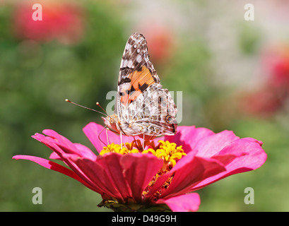 Dipinto di Lady farfalla posata sul fiore (zinnia) Foto Stock