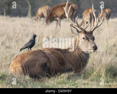 Richmond Park, Londra, Inghilterra. Red Deer cervo con la cornacchia sul retro Foto Stock