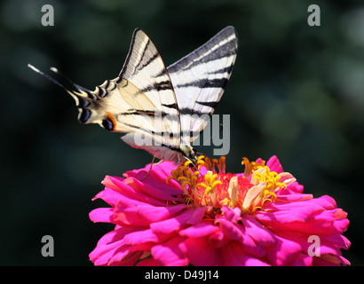 Close up di scarsità di coda forcuta farfalla sul fiore Foto Stock