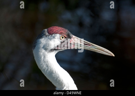 Close-up di una gru convulsa. Foto Stock