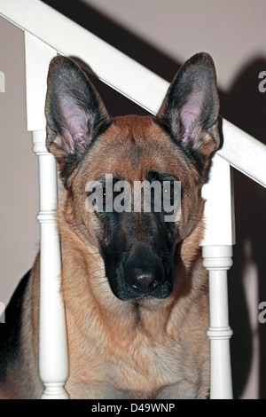 Pastore Tedesco cane femmina ritratto, 7 anni - Canis lupus domesticus- Famiglia Canidae Foto Stock