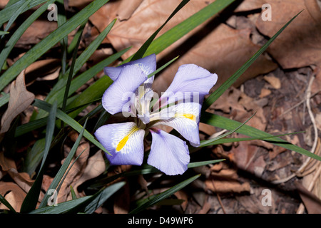 Iris algerino / Dwarf fioritura invernale- iris Iris unguicularis [ex Iris stylosa] Foto Stock