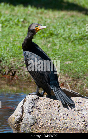 Un doppio di cormorani crestato. Foto Stock