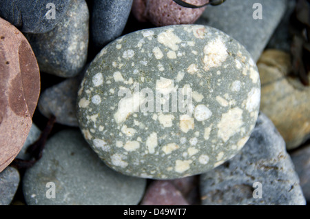 Un round, chiazzato grigio pietra spiaggia su Campobello Island. Foto Stock