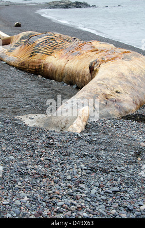 Un bambino morto settentrionale balena a destra sulla spiaggia Procione, Campobello Island, New Brunswick. Foto Stock