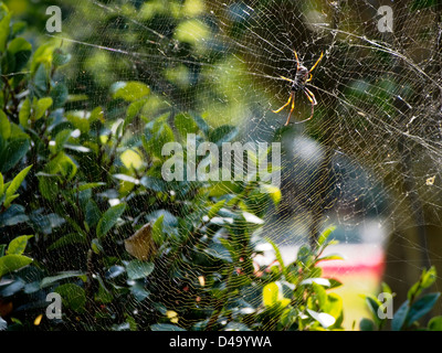 SPIDER ON WEB, GIARDINI BOTANICI DELLA CITTÀ, BRISBANE QUEENSLAND AUSTRALIA Foto Stock