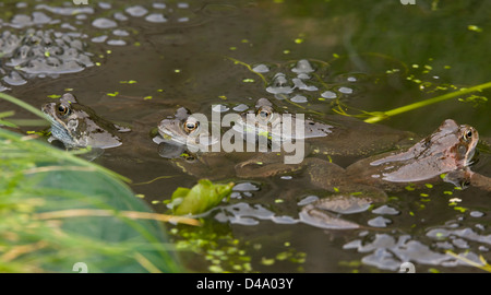 Comune Europea rana marrone (Rana temporaria) al laghetto di allevamento nella stagione degli amori, close-up; laghetto in giardino, Dorset, England, Regno Unito Foto Stock