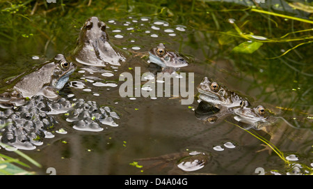 Rane comuni, europeo comune rana marrone, Rana temporaria, al laghetto di allevamento nella stagione degli amori; laghetto in giardino, Dorset. Foto Stock