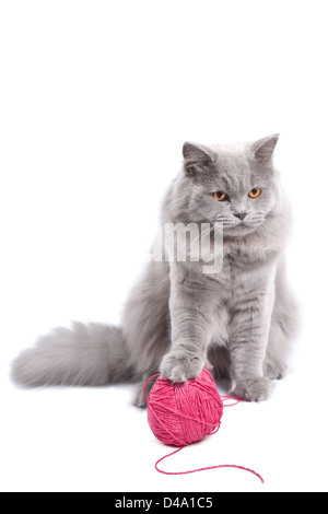 British gattino gioca con rosa isolato di Clew Foto Stock