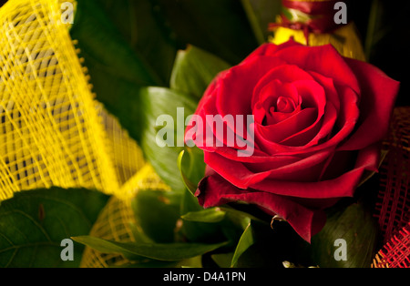 Bella rosa rossa Foto Stock