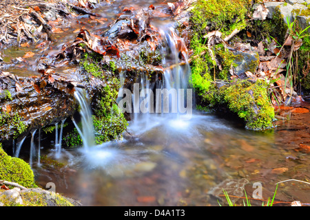 Una fonte di acqua su un sentiero nel Parco Nazionale di Harz Foto Stock