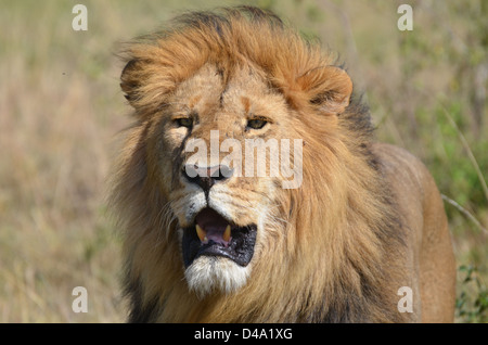 Un maschio di leone sguardi nella distanza nel Masai Mara, Kenya Foto Stock