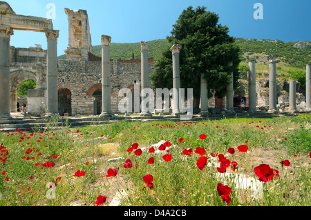 Antica città di Efeso, papavero fiori nella parte anteriore, Turchia, Asia Occidentale Foto Stock