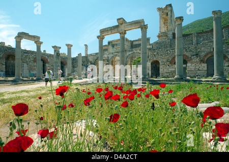 Antica città di Efeso, papavero fiori nella parte anteriore, Turchia, Asia Occidentale Foto Stock