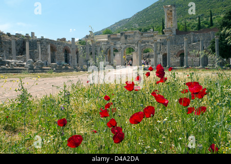 Antica città di Efeso, papavero fiori nella parte anteriore, Turchia, Asia Occidentale Foto Stock