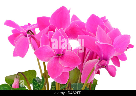 Close up ciclamino fiori isolati su sfondo bianco Foto Stock