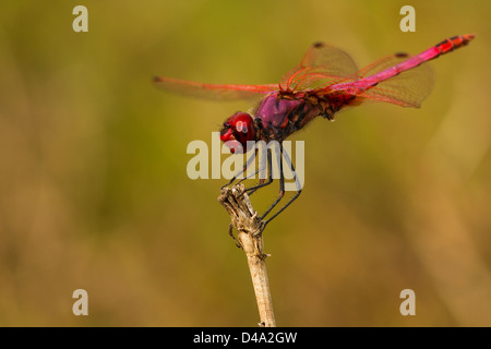 Violet Dropwing Dragonfly su un pesce persico con sfondo verde Foto Stock