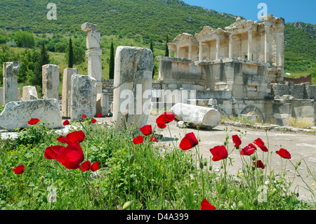 Antica città di Efeso, papavero fiori nella parte anteriore, Turchia, Asia Occidentale Foto Stock