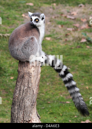 Un anello-tailed lemur (Lemur catta) con la sua lunga coda mentre è seduto su un log e guardando indietro Foto Stock