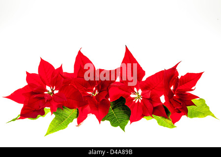 Disposizione di natale con red Poinsettia piante isolati su sfondo bianco Foto Stock