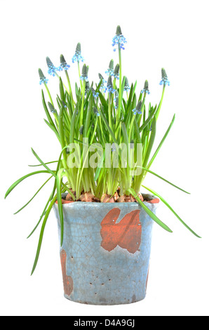 Muscari azzurro in primavera su sfondo bianco Foto Stock
