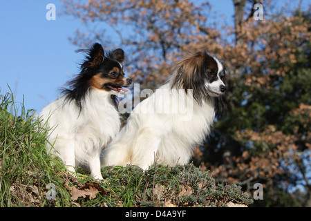 Cane e Phalène Papillon / Continental Toy Spaniel Phalene e Butterfly cane / 2 adulti seduti in un prato Foto Stock