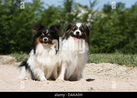 Cane e Phalène Papillon / Continental Toy Spaniel Phalene e Butterfly cane / 2 adulti seduti in un prato Foto Stock