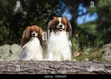 Cane Phalène / Continental Toy Spaniel cane Phalene due adulti in piedi in una foresta Foto Stock