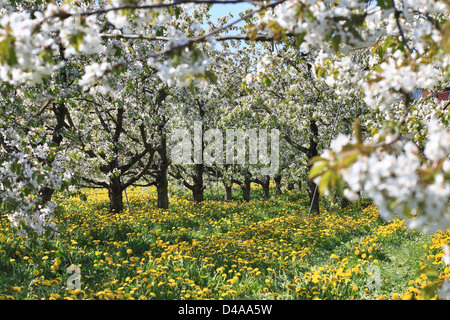 York, Germania, Apfelbaumbluete in frutticoltura regione Altes Land Foto Stock