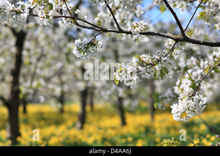 York, Germania, Apfelbaumbluete in frutticoltura regione Altes Land Foto Stock