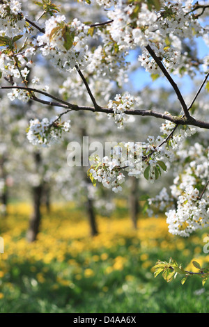 York, Germania, Apfelbaumbluete in frutticoltura regione Altes Land Foto Stock