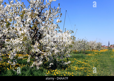 York, Germania, Apfelbaumbluete in frutticoltura regione Altes Land Foto Stock