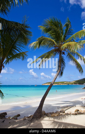 Dickinson Bay Palme insieme contro il mare dei Caraibi nell'isola di Antigua, West Indies Foto Stock