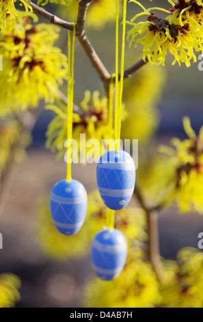 Osterstrauch Hamamelis - arbusto hamamelis nel tempo di Pasqua 07 Foto Stock