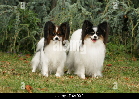 Cane Papillon / Continental Toy Spaniel cane Butterfly due adulti in piedi in un parco Foto Stock