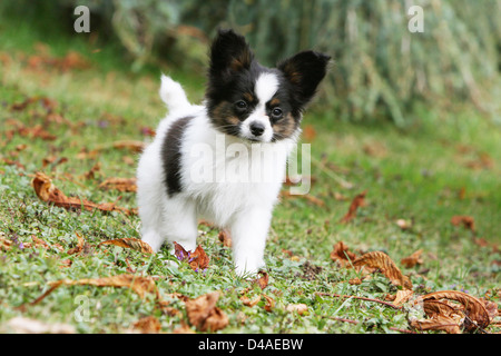 Cane Papillon / Continental Toy Spaniel Butterfly cucciolo di cane in piedi in un parco Foto Stock