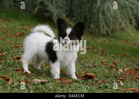 Cane Papillon / Continental Toy Spaniel Butterfly cucciolo di cane in piedi in un parco Foto Stock