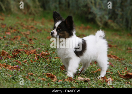 Cane Papillon / Continental Toy Spaniel Butterfly cucciolo di cane in piedi in un parco Foto Stock