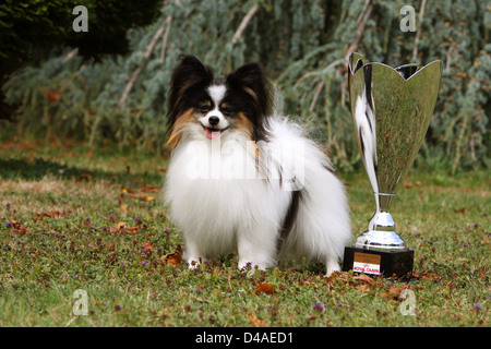 Cane Papillon / Continental Toy Spaniel Butterfly cane adulto in piedi accanto al suo trofeo (CACIB dog show Metz 2009) Foto Stock