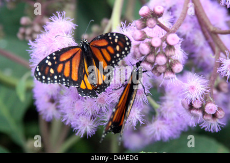 Farfalle monarca (Danaus plexippu) Foto Stock