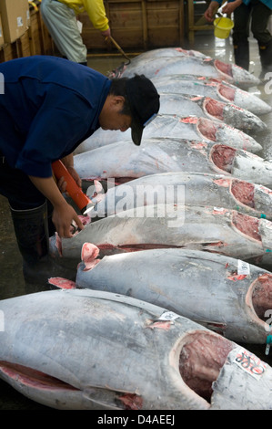 Il potenziale acquirente di pesce ispeziona il tonno carne di coda per qualità a Tsukiji Commercio all'ingrosso Mercato del Pesce di Tokyo. Foto Stock