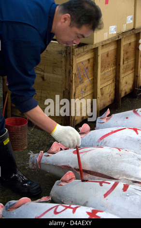 Prima asta del tonno congelato la qualità è classificato a Tsukiji Commercio all'ingrosso Mercato del pesce più grande del mondo di mercato del pesce di Tokyo. Foto Stock