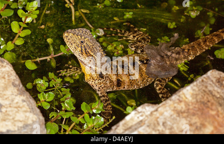 Giovani acqua orientale dragon lizard in appoggio tra piante acquatiche in acqua del laghetto in giardino e versando la sua pelle Foto Stock