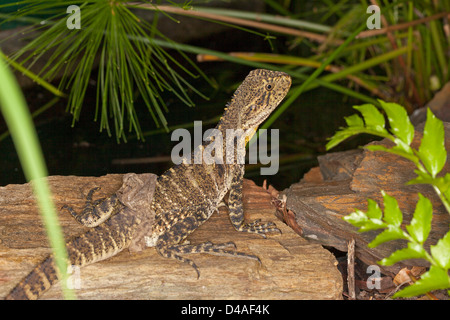 Il giovane Australiano acqua orientale dragon lizard versando la sua pelle sulla roccia accanto al laghetto - Shot in the wild Foto Stock