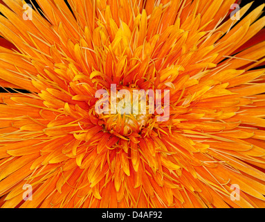 Close up di cluster ad alta densità di petali sottili di stordimento arancio brillante fiore di Gerbera bauerii nobleflora Foto Stock