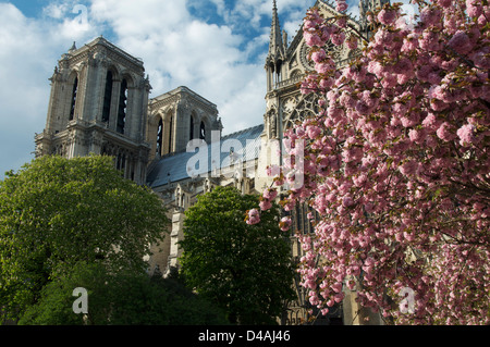 Francese gotica Cattedrale di Notre Dame, visto dalla Piazza du Jean XXIII. È primavera e gli alberi sono coperti rosa in fiore. Parigi, Francia. Foto Stock