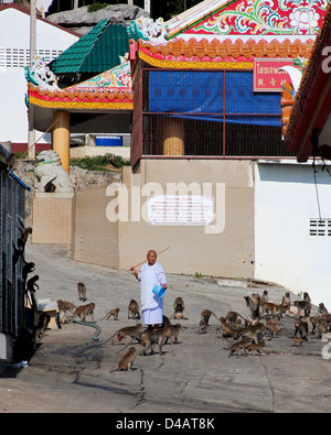 Le scimmie a Khao Takiab Tempio cinese Foto Stock