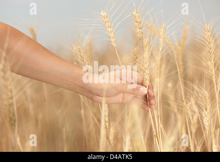 Mano d'uomo tenendo un spike sul campo di sfondo Foto Stock