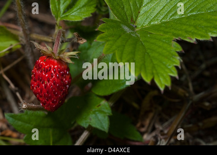 Fragole Fragaria vesca, Rosaceae, Monti Simbruini Park, Jenne, Lazio, Italia Foto Stock